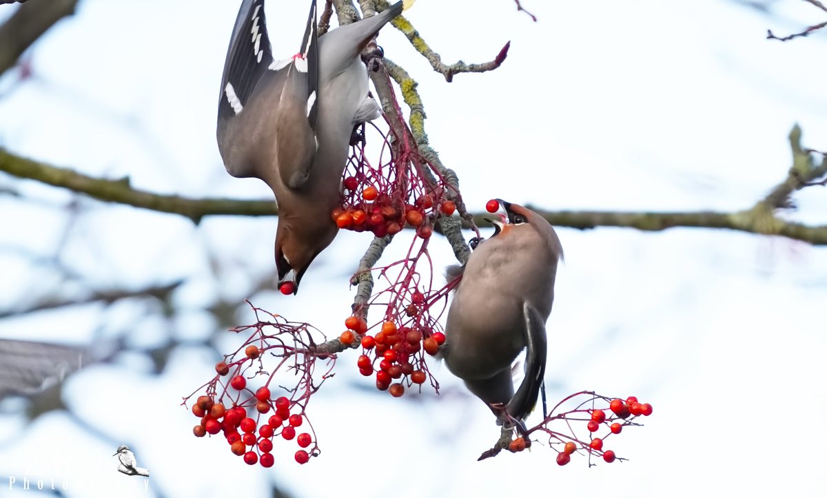 Reverse symmetry #westyorkshire #waxwing #birds #wildlifephotography #wildlife #bohemianwaxwing #nature @WildlifeMag @BBCCountryfile #birdwatching #Leeds