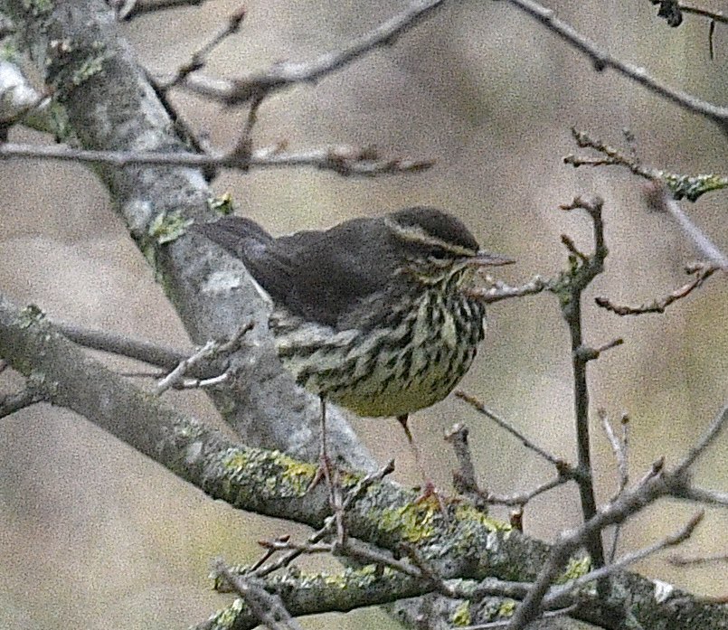 050_chris's tweet photo. Northern Waterthrush performed again at 13.35  2.5 hours after previous showing. https://t.co/DTM5TnEJ0q