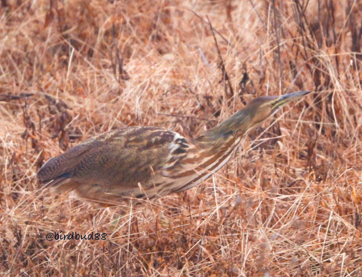 birdbud88's tweet photo. Very late American Bittern😃#NaturePhotography #TwitterNatureCommunity #TwitterNaturePhotography #nature #birdwatching #BirdTwitter #birdphotography #bitterns https://t.co/UrhM3tLP1v
