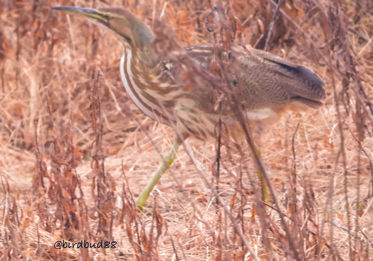 birdbud88's tweet photo. Very late American Bittern😃#NaturePhotography #TwitterNatureCommunity #TwitterNaturePhotography #nature #birdwatching #BirdTwitter #birdphotography #bitterns https://t.co/UrhM3tLP1v