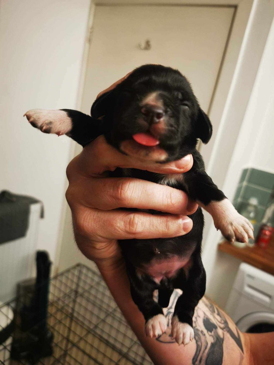 JodieCockerell's tweet photo. And just like that our little Socks turns 1! 🐾 💕 #dogs #mansbestfriend https://t.co/wvnvBU07rd