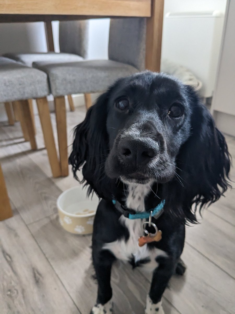 JodieCockerell's tweet photo. And just like that our little Socks turns 1! 🐾 💕 #dogs #mansbestfriend https://t.co/wvnvBU07rd