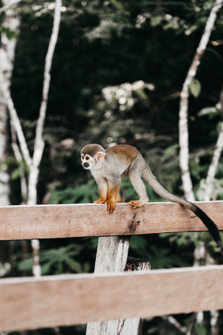 untamed_amazon's tweet photo. The illustrious forest dwellers give us the pleasure of visiting us at various times during the Untamed Amazon tours.

Os ilustres moradores da floresta nos dão o prazer da sua visita em vários momentos durante os passeios do Untamed Amazon. https://t.co/y7XmTFGRfV