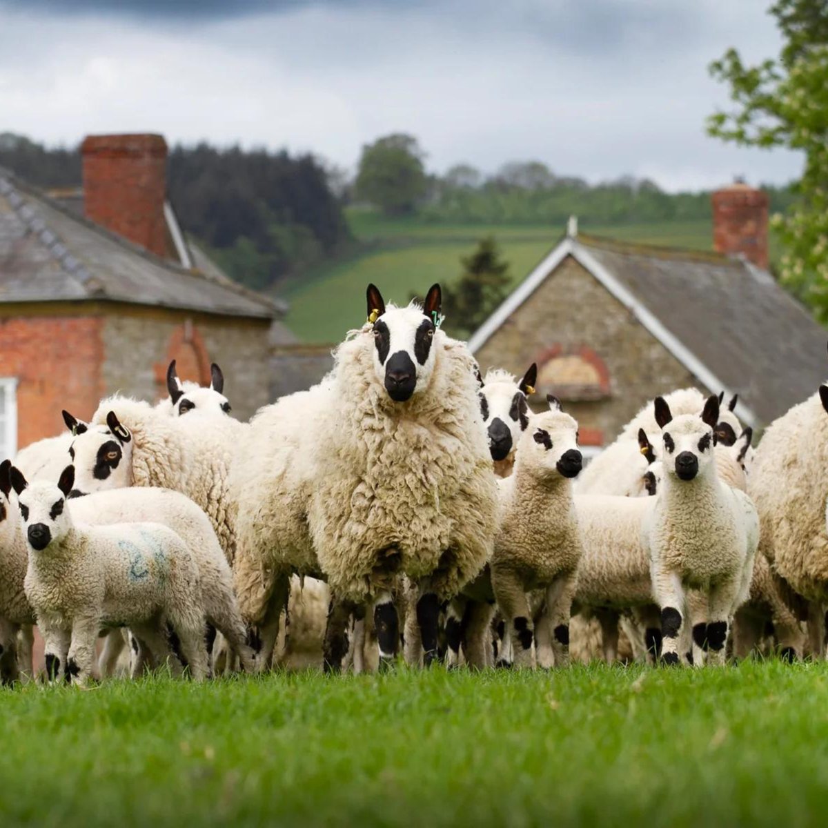 TextileJj's tweet photo. Did you know that there are lots of different kinds of sheep in the UK? In fact, there are thought to be more sheep breeds in the UK than any other country in the world!🐑
#ukcountryside #woollover #purewool https://t.co/KeDVu8UtyO