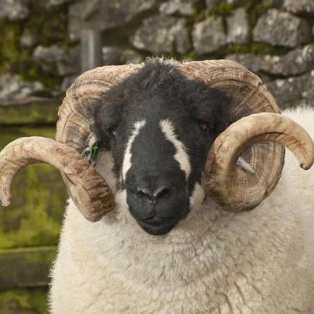 TextileJj's tweet photo. Did you know that there are lots of different kinds of sheep in the UK? In fact, there are thought to be more sheep breeds in the UK than any other country in the world!🐑
#ukcountryside #woollover #purewool https://t.co/KeDVu8UtyO