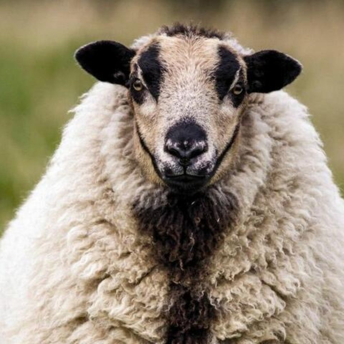 TextileJj's tweet photo. Did you know that there are lots of different kinds of sheep in the UK? In fact, there are thought to be more sheep breeds in the UK than any other country in the world!🐑
#ukcountryside #woollover #purewool https://t.co/KeDVu8UtyO