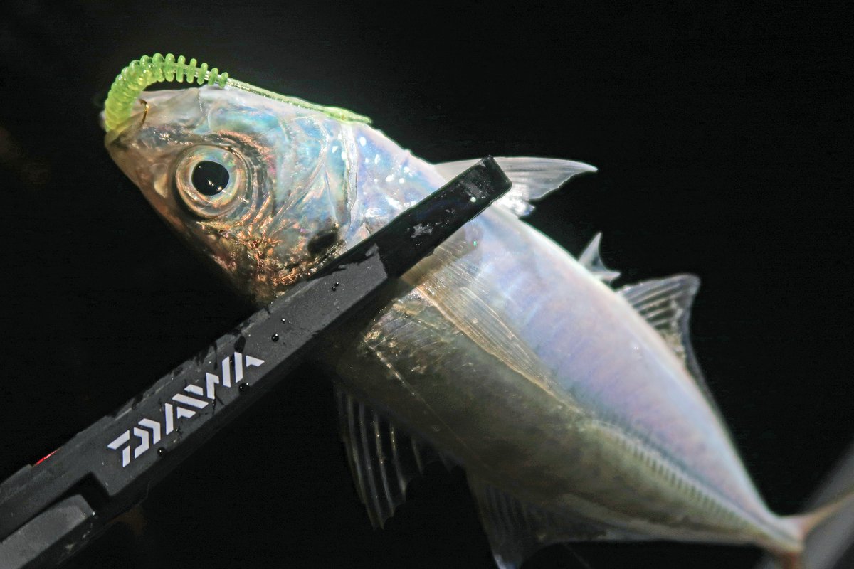 morizo57's tweet photo. 遊漁船エリンギのハヤト船長操船で初釣りアジング!
新調した月下美人MX ajing boat 66ul-sが快適すぎてゴキゲンな釣行でした🐟
#ダイワ #月下美人 #アジングビームバチコンカスタム #DAIWA森浩平 #イージーシェイカー #TALEX #モアイブラウン #ZEXUS #ZXR40 #Flagship #PR https://t.co/rLqP3FqCDy