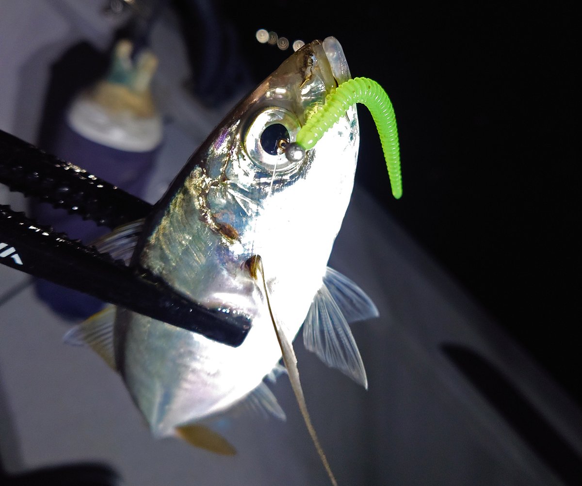 morizo57's tweet photo. 遊漁船エリンギのハヤト船長操船で初釣りアジング!
新調した月下美人MX ajing boat 66ul-sが快適すぎてゴキゲンな釣行でした🐟
#ダイワ #月下美人 #アジングビームバチコンカスタム #DAIWA森浩平 #イージーシェイカー #TALEX #モアイブラウン #ZEXUS #ZXR40 #Flagship #PR https://t.co/rLqP3FqCDy