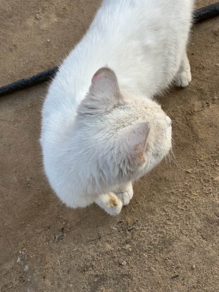 I like taking pictures of cats | Gaza