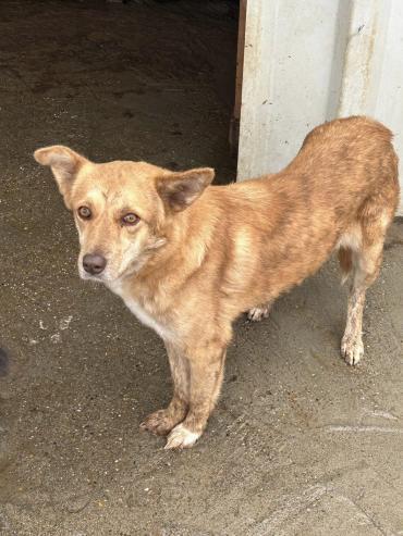 Liebe Hündin A435 sucht liebes Zuhause (Hund) dlvr.it/T0y4xy