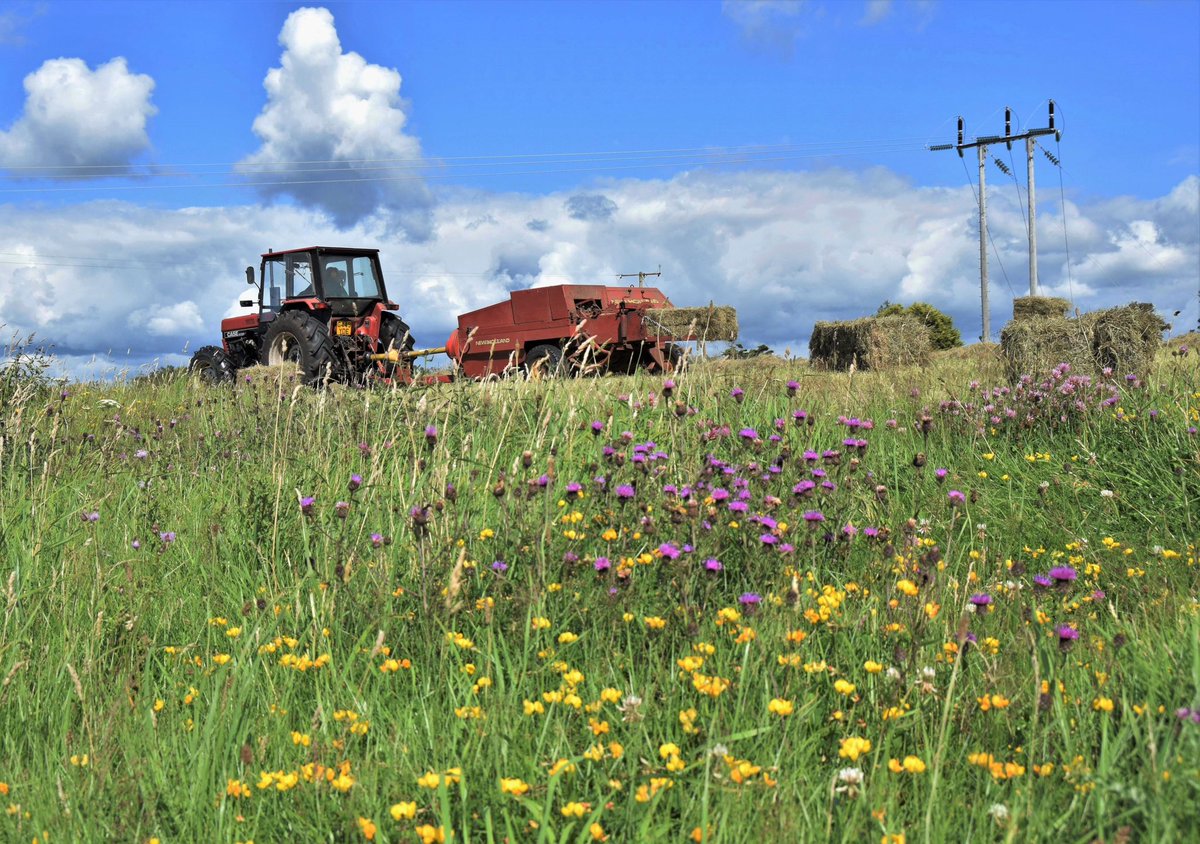 Love_plants's tweet photo. It’s time for a new look at old grasslands 🌾
That’s why we’re at the @ORFC talking about why our species-rich #grasslands, and the brilliant farmers who manage them, need to be valued & prioritised.
➡️ Couldn’t make it? Here’s some takeaways from our team…
#ORFC24 #realfarming https://t.co/tSKgKO7oqf