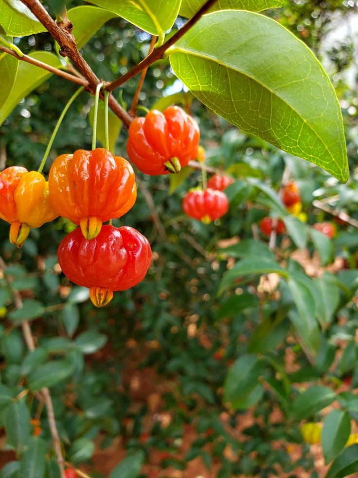 Brazilian cherry, also known as Grumichama or Surinam cherry 🍒 is a fruit tree that is native to Brazil, but can also be successfully grown in other parts of the world 🌎 

its popularity is growing due to its sweet and juicy fruits, ornamental value, and potential for