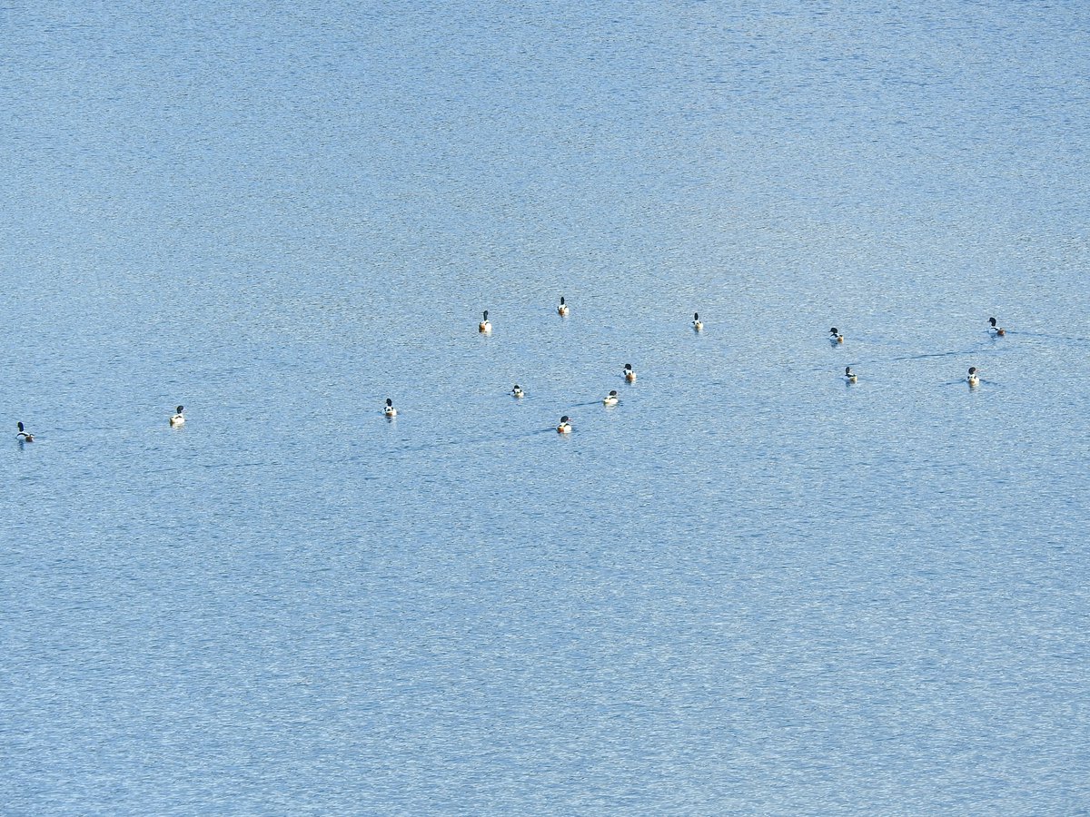 birding_buxton's tweet photo. Productive morning locally with @OrridgeSteve. A stunning Jack Snipe found with the thermal camera first thing, then 14 Shelduck at Waterswallows (first either of us has seen in Buxton area). Also Stonechat, Golden Plover, Com Snipe. #derbyshirebirds https://t.co/X1jJbeHXkB