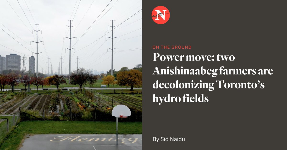 thenarwhalca's tweet image. Everyone in Toronto knows the hydro fields that dot the city.

Under transmission towers, two Indigenous farmers and their gitigaanan are bringing traditional agricultural practices back to Treaty 13 and Williams Treaties territory. via @bysidnaidu thenarwhal.ca/hydro-fields-i…