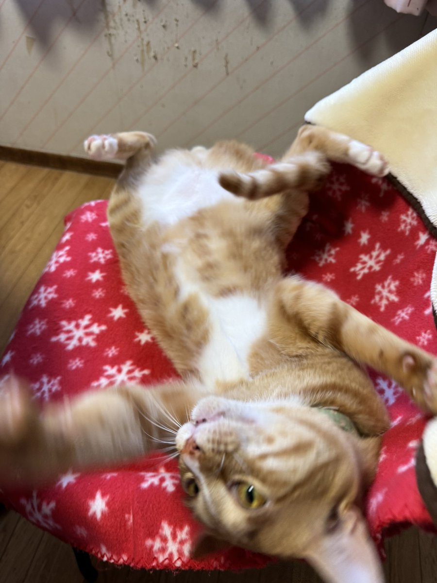 【今日の進捗】 腰は痛いし足は産まれたての子鹿のように萎えてるけど、まだまだ前半戦!! 明日も全力で頑張ります✊🔥 おやすみなさい💤