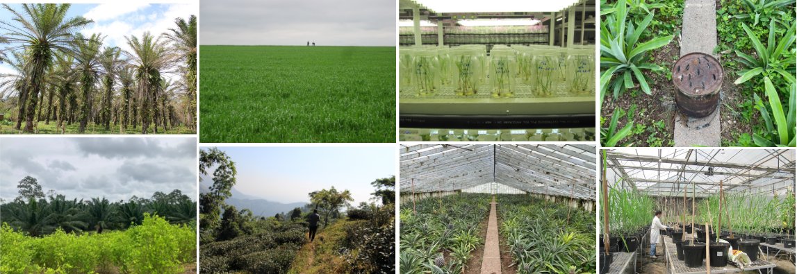 Antipode (@antipodeonline) on Twitter photo Intervention Symposium — "Plantation Methodologies" — 12 #OpenAccess essays questioning scale, space, and subjecthood, edited by <a href="/pare_desu/">Alyssa Paredes</a> <a href="/chao_mh/">SophieMHChao</a> <a href="/ALeonaraya/">Andres Leon Araya</a> antipodeonline.org/2024/01/04/pla… Intervention Symposium — "Plantation Methodologies" — 12 #OpenAccess essays questioning scale, space, and subjecthood, edited by <a href="/pare_desu/">Alyssa Paredes</a> <a href="/chao_mh/">SophieMHChao</a> <a href="/ALeonaraya/">Andres Leon Araya</a> antipodeonline.org/2024/01/04/pla…