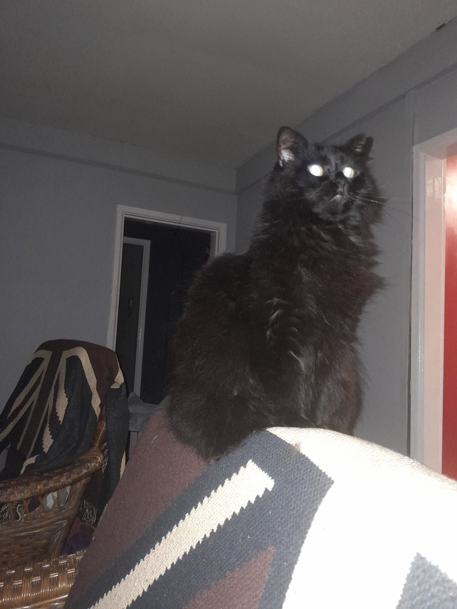 mikeyakasmiler's tweet photo. My girl rainbow 
💚❤️💚❤️
#pets 
#loveyourpets https://t.co/1kaF3RwlBM