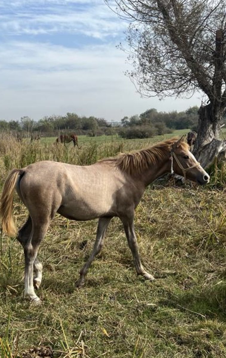 veliakbulut21's tweet photo. ALLAH AYKLARIN DÜZ BASTIRSIN 6 AYLIK BATMANASLANI TAY https://t.co/XIE6wTl1EG