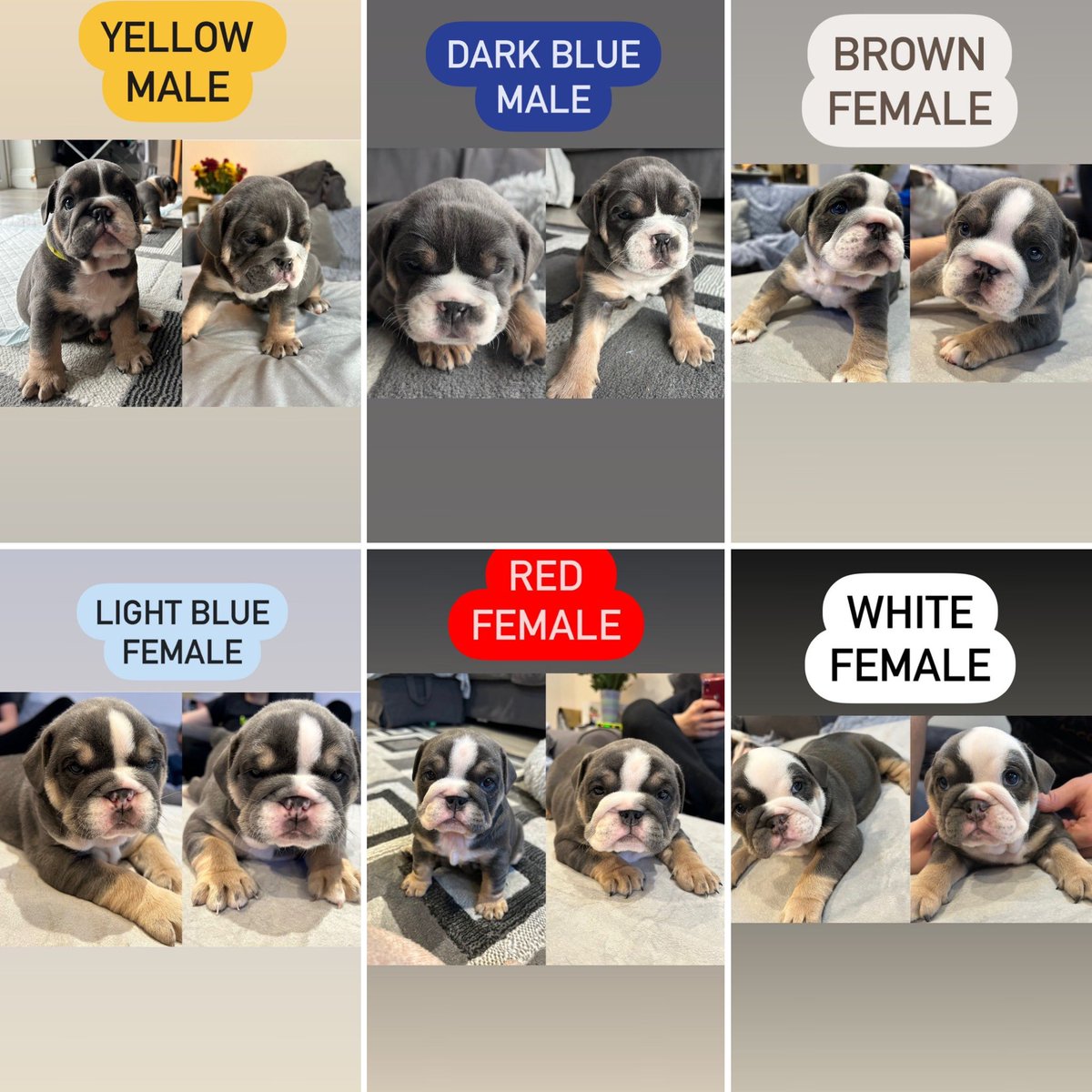 DevineLesley4's tweet photo. #Bulldogs #bulldogsforsale https://t.co/rEUqGSzNlJ