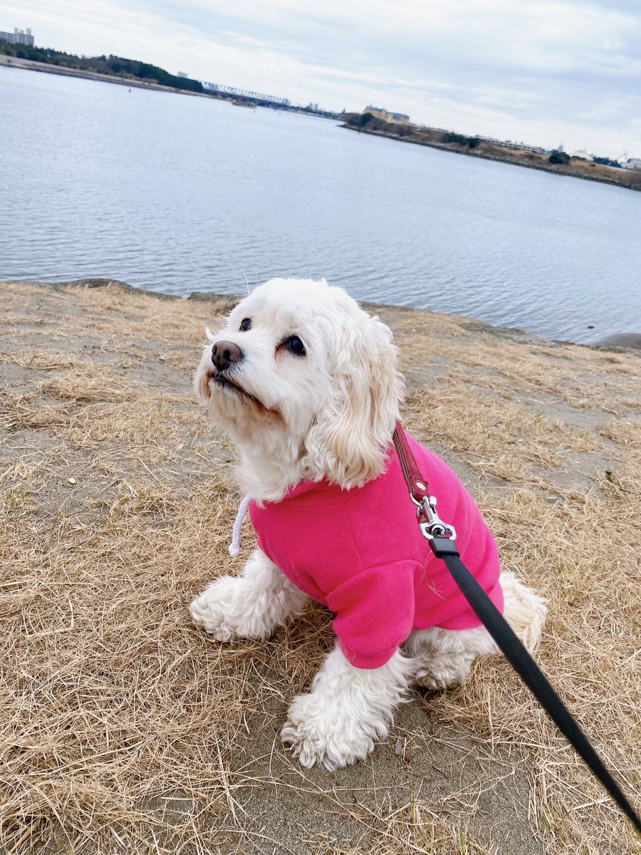 yukimaru_pomepu's tweet photo. 挨拶遅れましたっ！あけましておめでとうございます🌅
色々大変なことが起きてますがもふもふをお届けして少しでも癒しを https://t.co/3OJZsACUgu