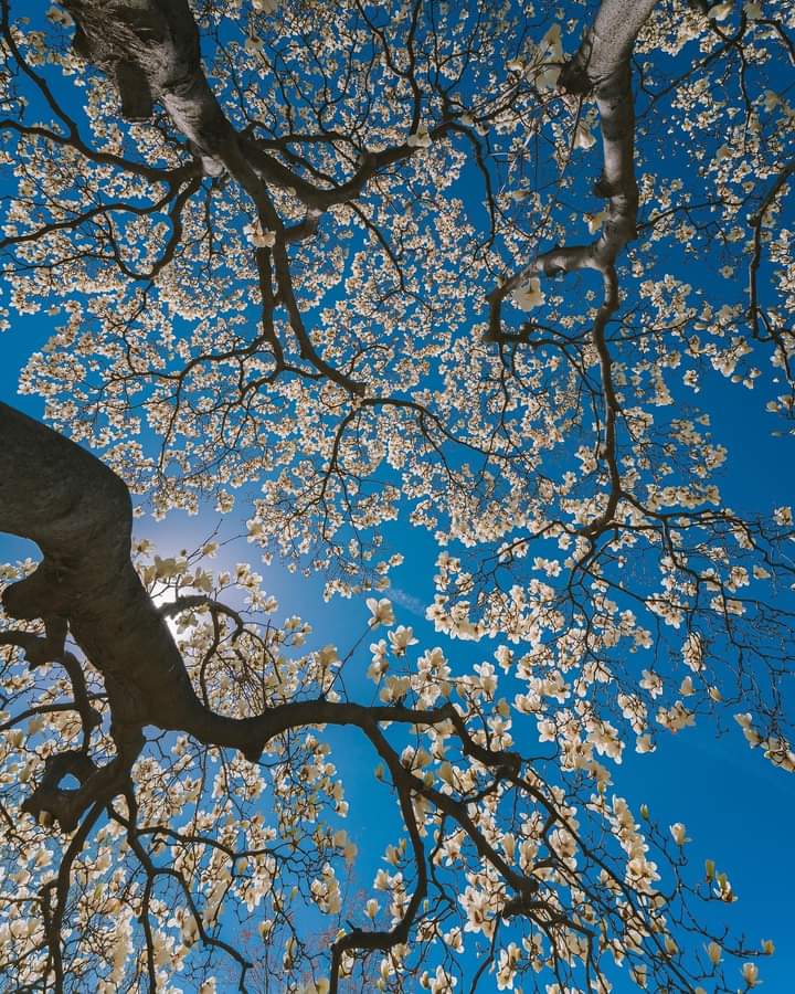 artistryhere's tweet image. like a van gogh painting.