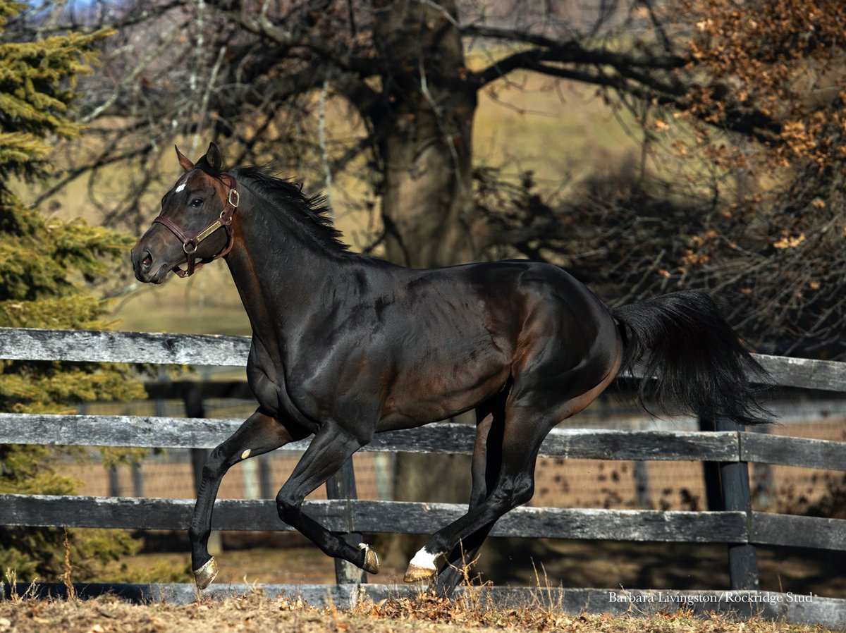 The staff at @IrishHillFarm welcomed, what we believe to be, the first MIND CONTROL foal early this morning! A bay filly out of Gentle Annie. The foal is reportedly a very good size and looks a lot like her sire! Here's to the first of many! Pictures of the foal coming soon!