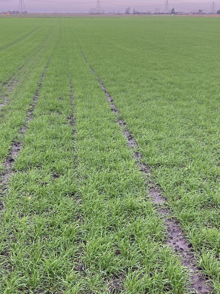 David Paul Rushmer (@davidprushmer) on Twitter photo ā¦@Hutchinsons_Agā© ā¦<a href="/KWSUKLtd/">KWS UK Ltd</a>ā© ā¦<a href="/SaxonAg/">Saxon Agriculture</a>ā©. 8 hectares KWS Parkin growing as a seed crop at Littleport for Saxon Agriculture. It follows onions. I wish all the wheat in my care looked as good as this! ā¦@Hutchinsons_Agā© ā¦<a href="/KWSUKLtd/">KWS UK Ltd</a>ā© ā¦<a href="/SaxonAg/">Saxon Agriculture</a>ā©. 8 hectares KWS Parkin growing as a seed crop at Littleport for Saxon Agriculture. It follows onions. I wish all the wheat in my care looked as good as this!