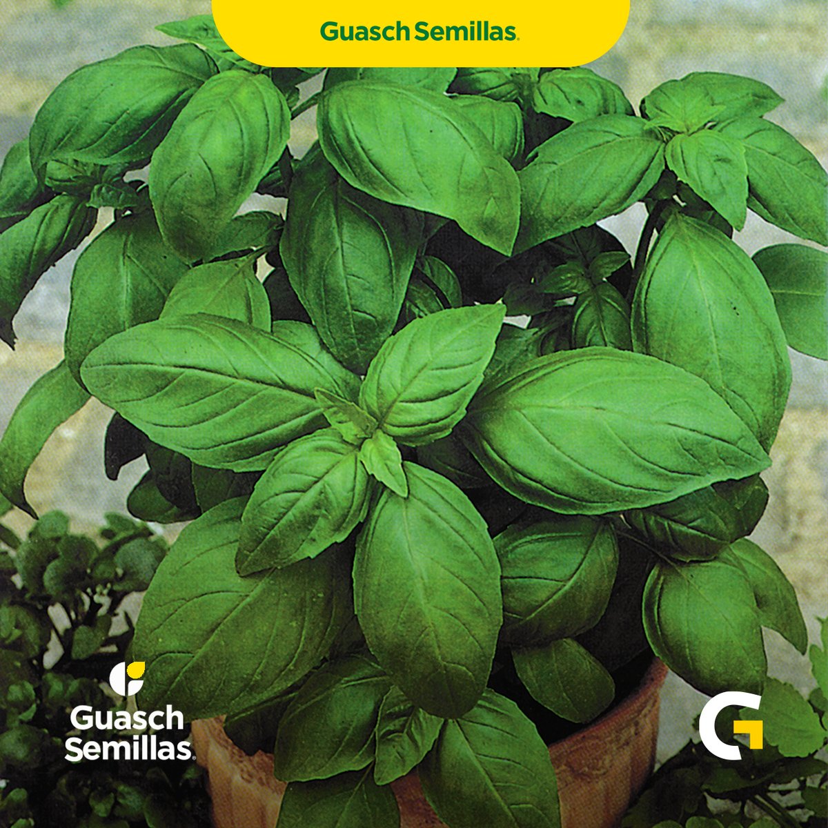 GuaschComAr's tweet photo. 🍃 Descubre el fascinante mundo de la Albahaca Hojas Anchas de Letho, donde su toque aromático único transforma tus platos en auténticas obras maestras. 
Para encontrar más información sobre Albahaca Hojas Anchas de Letho. https://t.co/cgy1MuHvPI https://t.co/xifKG8svra