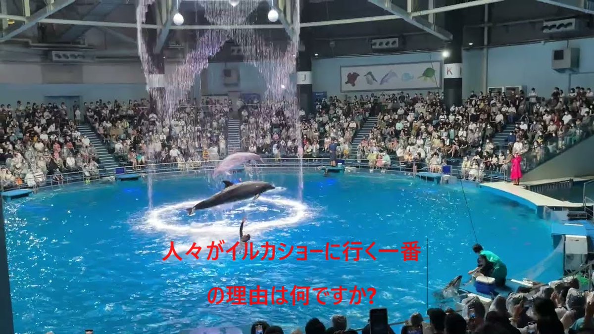 人々がイルカショーに行く一番の理由は何ですか?
#家族でお出かけ
#小学校遠足
#イルカ
#水族館