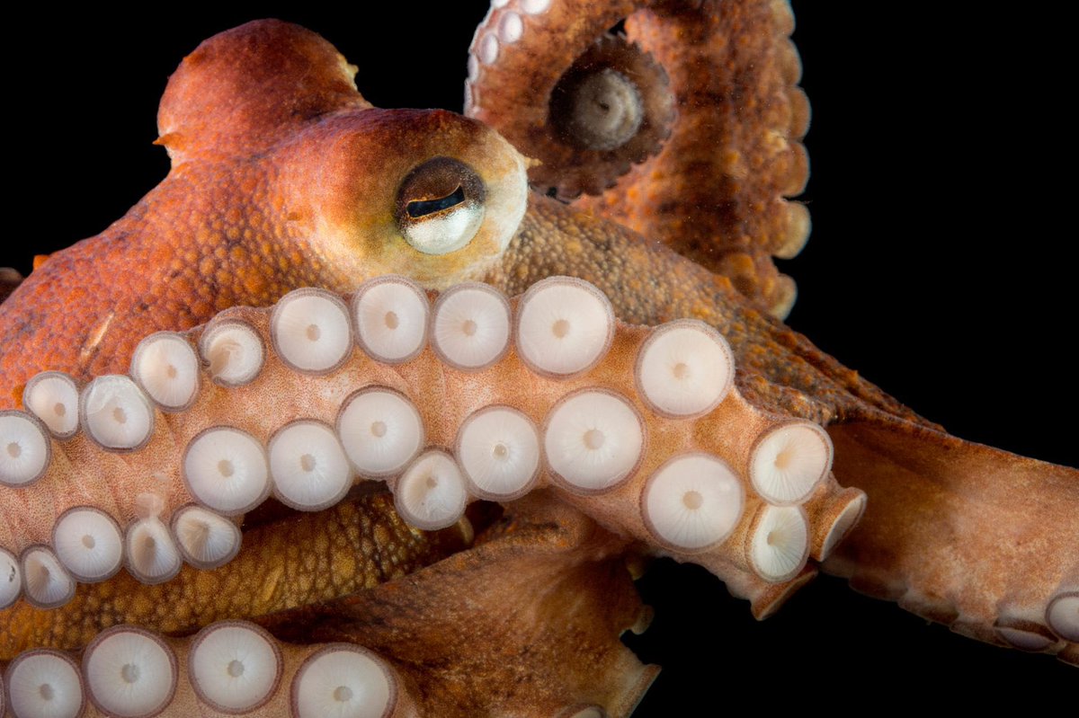 This species may be known as the common octopus, but it's nothing short of spectacular. A well studied species, researchers have found that this octopus is able to tell how bright an object is, distinguish between different shapes, and recognize patterns.