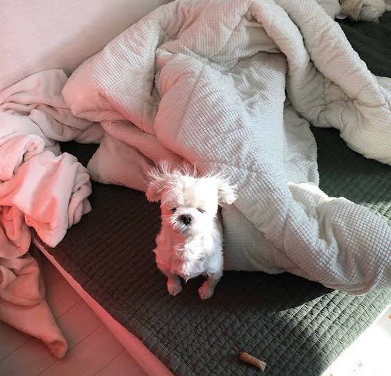 션우가 키우는 민역
기연이가 키우는 민역
형얹이가 키우는 민역