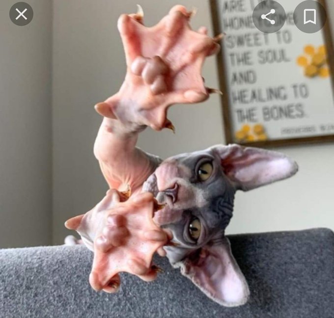 Rainmaker1973's tweet photo. This is what cats' paws look like without fur.

The Sphynx is a breed of cat widely known for its lack of fur and it's possibly the best candidate to show the feline anatomy in absence of fur.

[📷 chantelleef] https://t.co/xVBwbN3egu