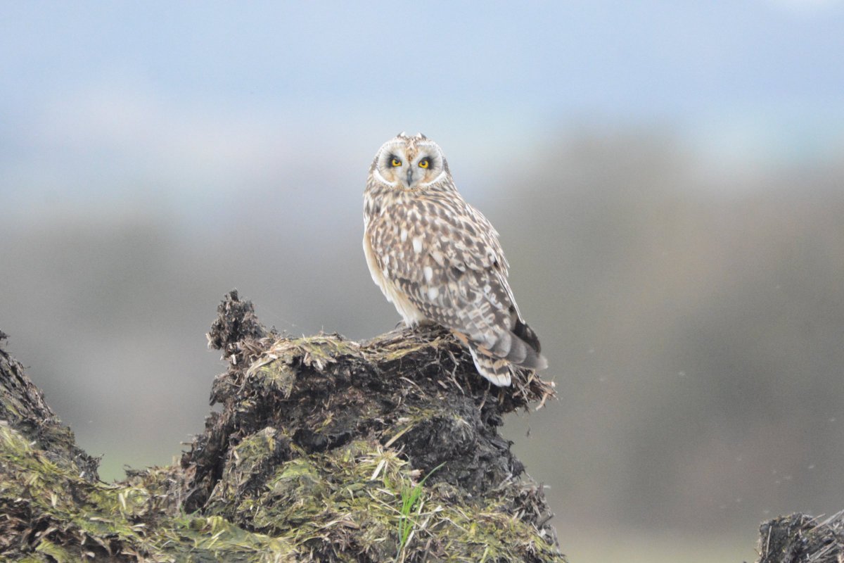 PeterBlanche23's tweet photo. A Short Eared Owl disposing of a pellet at Sandwich Bay today. Better out than in!!! https://t.co/Hyu3EdPJlu