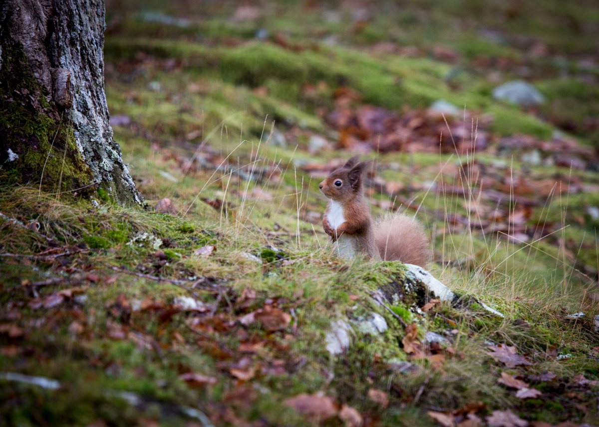 ✋Want to volunteer in 2024? 

A network of volunteers in south Scotland work to protect native red squirrels from invasive non-native grey squirrels, who outcompete reds for food/ habitat and carry the deadly squirrelpox virus.

Get involved: bit.ly/47nk7h9

📸Jo Foo