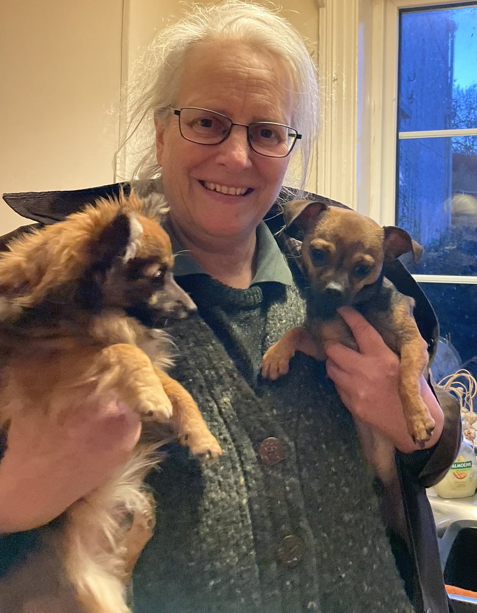 Inca • Worlds Smallest Sheepdog tweet media