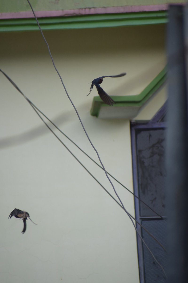 jackymrthem's tweet photo. Birds https://t.co/nU90VNUqWn