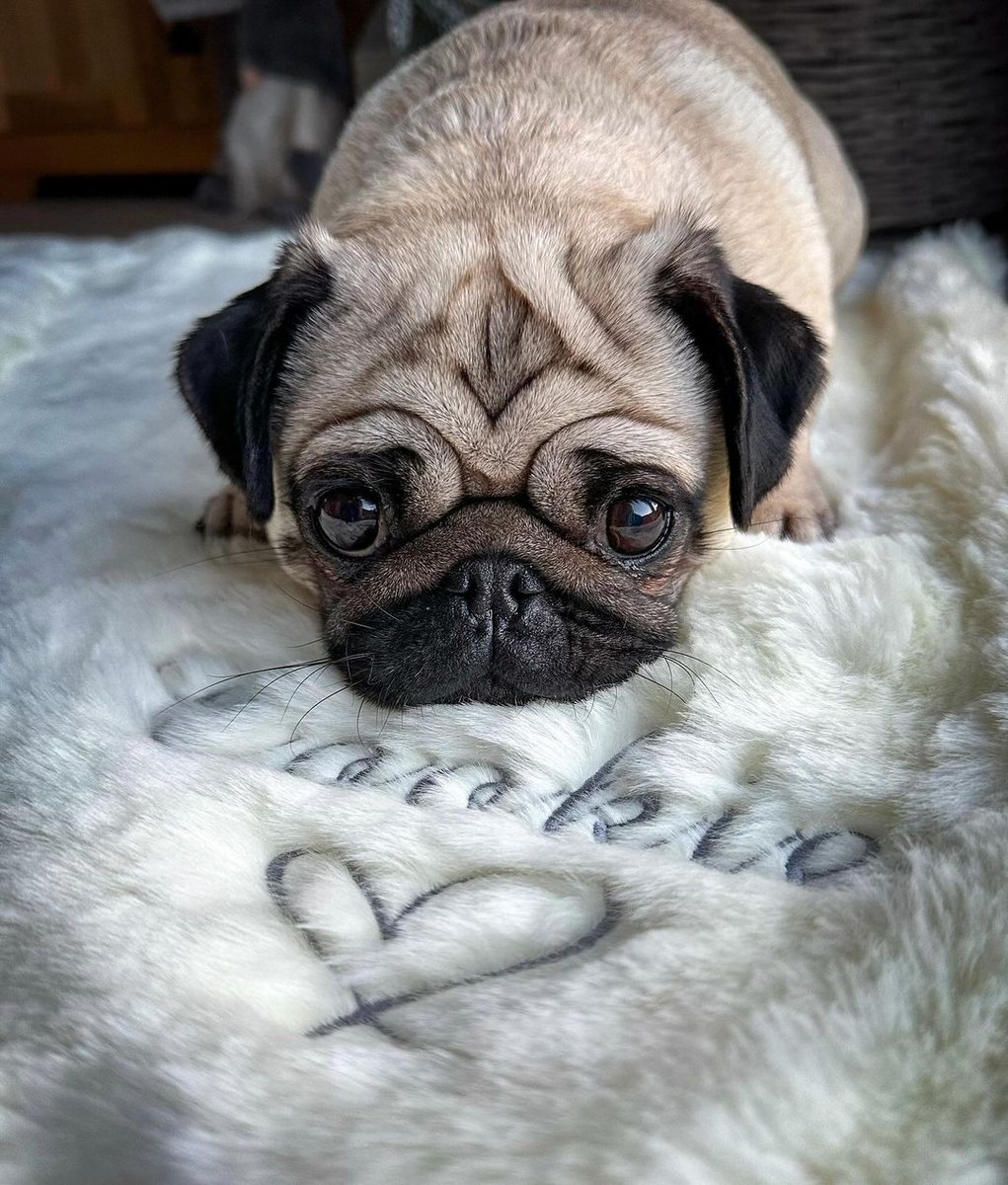 pugclub1's tweet photo. cookiethepug.2021 When mum says itβs back to work today π₯Ή Iβm going to miss my lazy lay ins π Hope you all have a lovely Tuesday π Faux fur throw - @uniquedogbeds #cookiethepug #backtowork #newyear #puglove #cutepug #fawnpug #pugeyes #loveher #prettypug https://t.co/eSGST1Livf