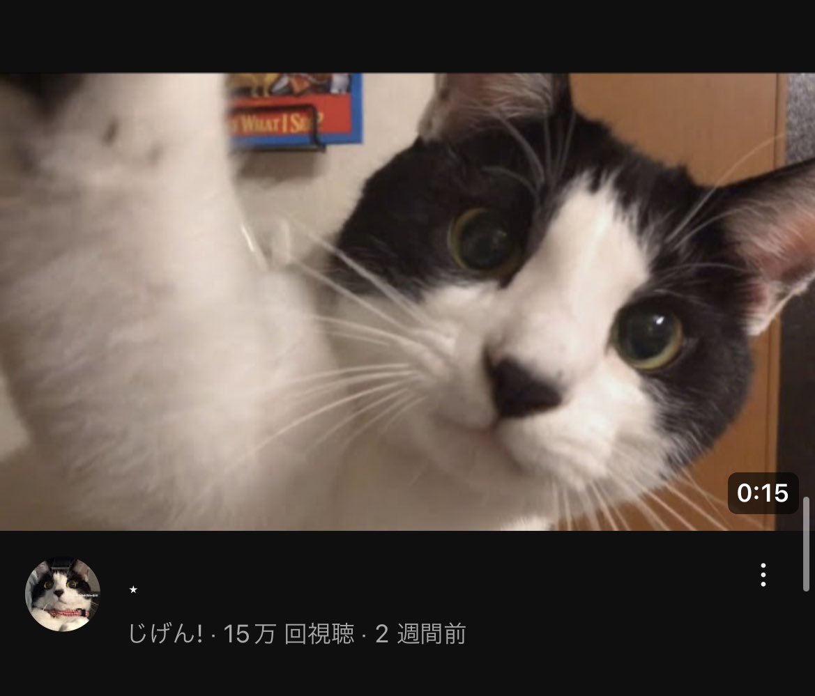 mmoon_021's tweet photo. 下にスライドしたら猫バージョンあった😸 https://t.co/JezteJISy9