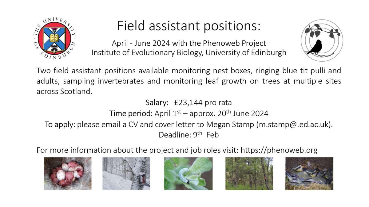 Job opportunity for spring in the Scottish Highlands! We are hiring two field assistants for the @Phenoweb_Scot project monitoring blue tits, invertebrates and tree phenology 🐣🐛🌳 Looking forward to hearing from you! Find more information at phenoweb.org/opportunities/