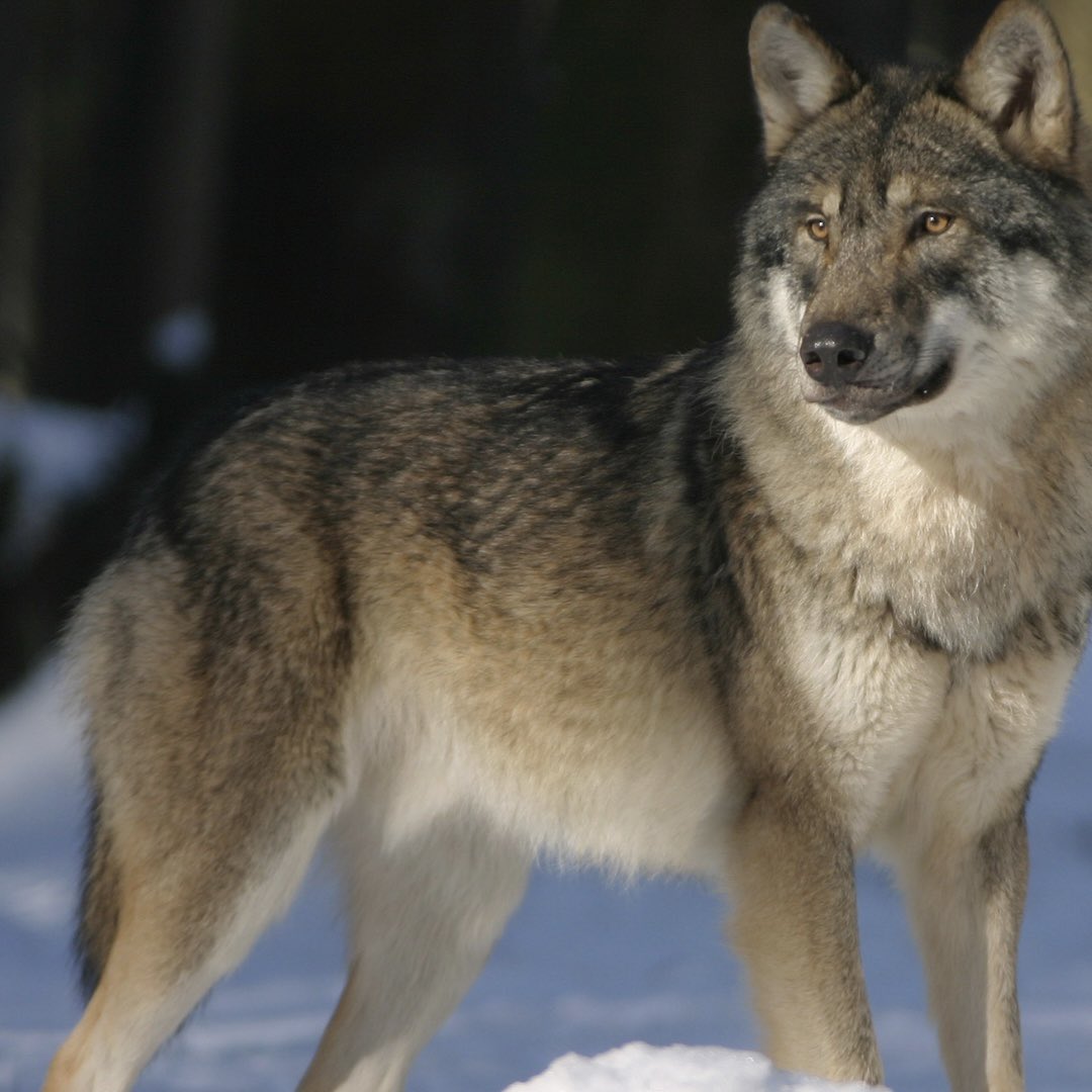 LMPositif's tweet photo. 🇫🇷 200 animaux d’un parc animalier de Dordogne risquaient d’être euthanasiés à cause d’un redressement judiciaire ! Mais grâce à un don de 100.000 euros de la part d’un mécène anonyme, le parc ne fermera pas ses portes et les animaux vont pouvoir être sauvés !👏 (Sud Ouest) https://t.co/sDCItjCSWs