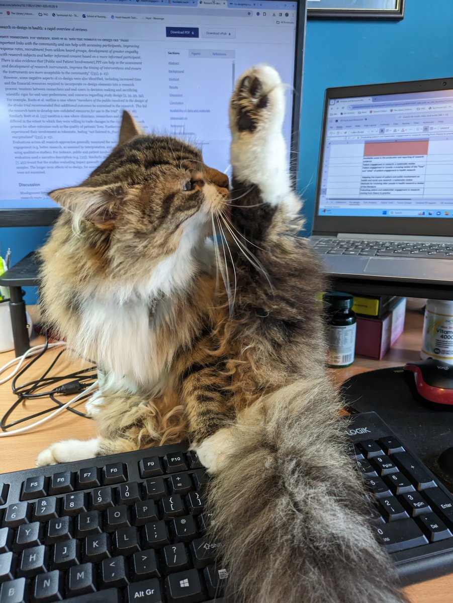 Hazel__Haworth's tweet image. This is Izzy&apos;s way of telling me it&apos;s time to take a break from the computer and do some stretches 🤣
#phdlife #studybuddy #CatsOnTwitter