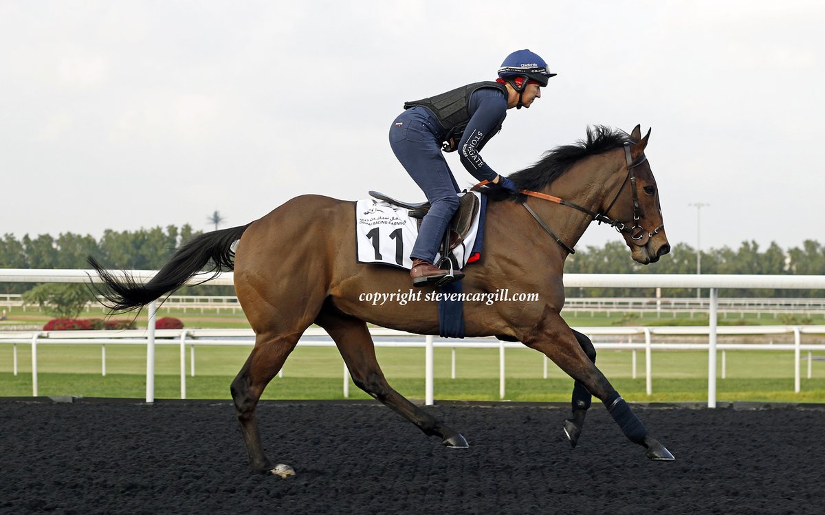 The three-time carnival winner, 9yo EQUILATERAL (Equiano) on the training track <a href="/RacingDubai/">Dubai Racing Club</a> this morning for <a href="/cbhills/">Charlie Hills</a>