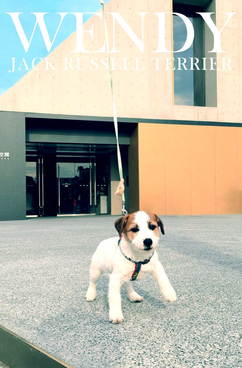 rodgewan's tweet photo. #jackrussell her name is Wendy https://t.co/JFEWs8Xm3h