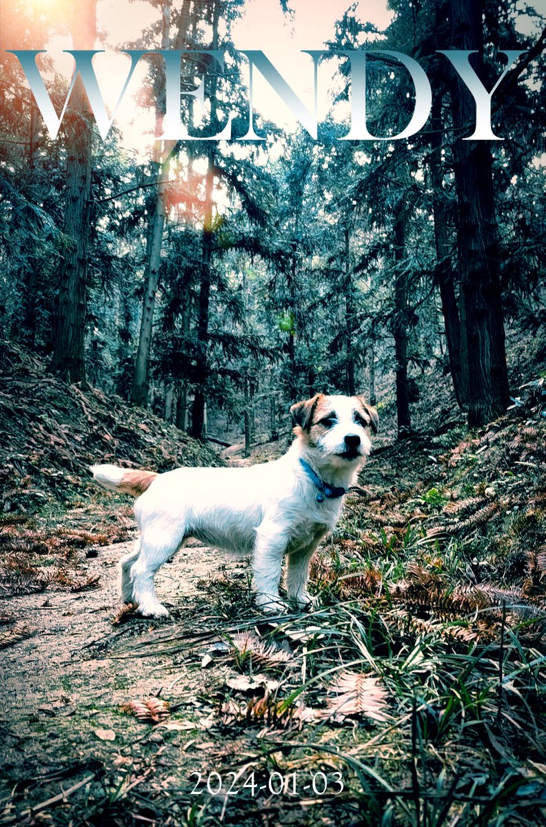 rodgewan's tweet photo. #jackrussell her name is Wendy https://t.co/JFEWs8Xm3h