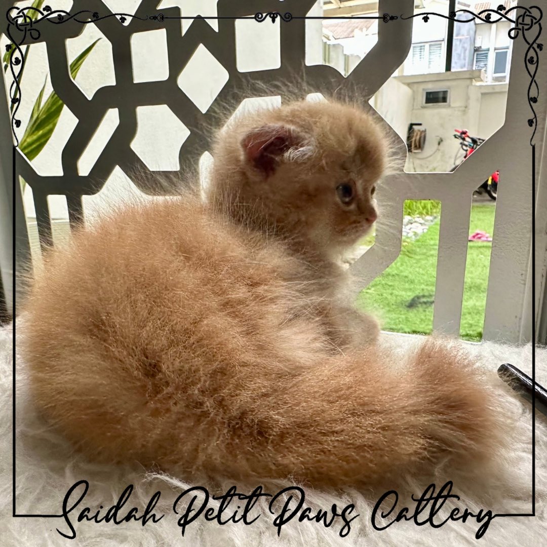 SaidahCattery's tweet photo. Available for booking
Munchkin Fold https://t.co/ZwtpoAqZlV