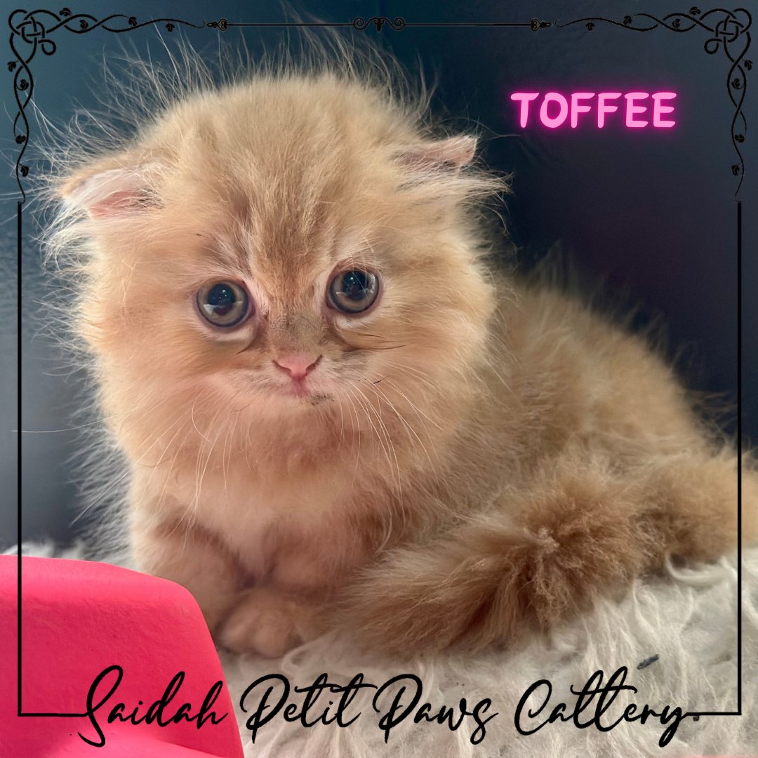 SaidahCattery's tweet photo. Available for booking
Munchkin Fold https://t.co/ZwtpoAqZlV