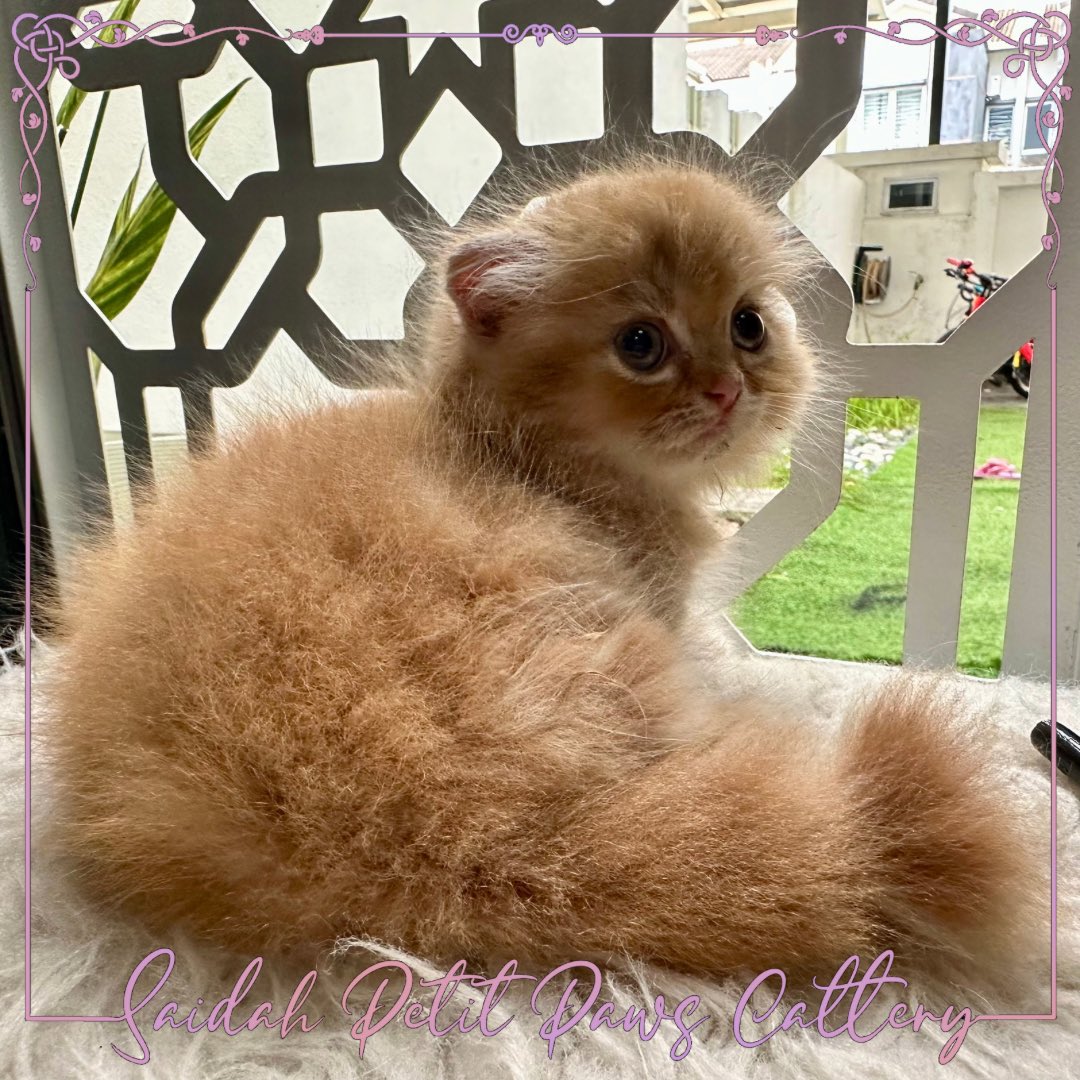 SaidahCattery's tweet photo. Available for booking
Munchkin Fold https://t.co/ZwtpoAqZlV