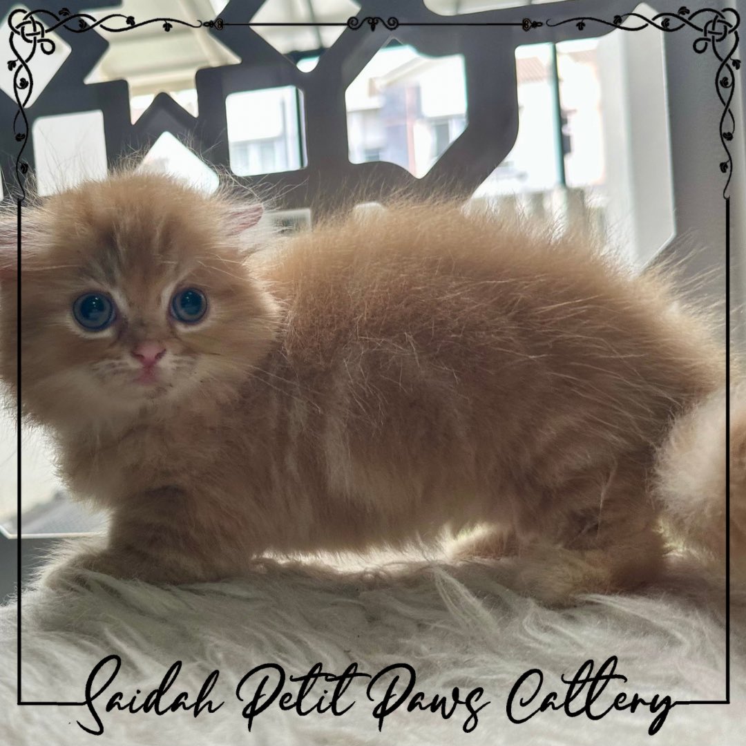 SaidahCattery's tweet photo. Available for booking
Munchkin Fold https://t.co/ZwtpoAqZlV