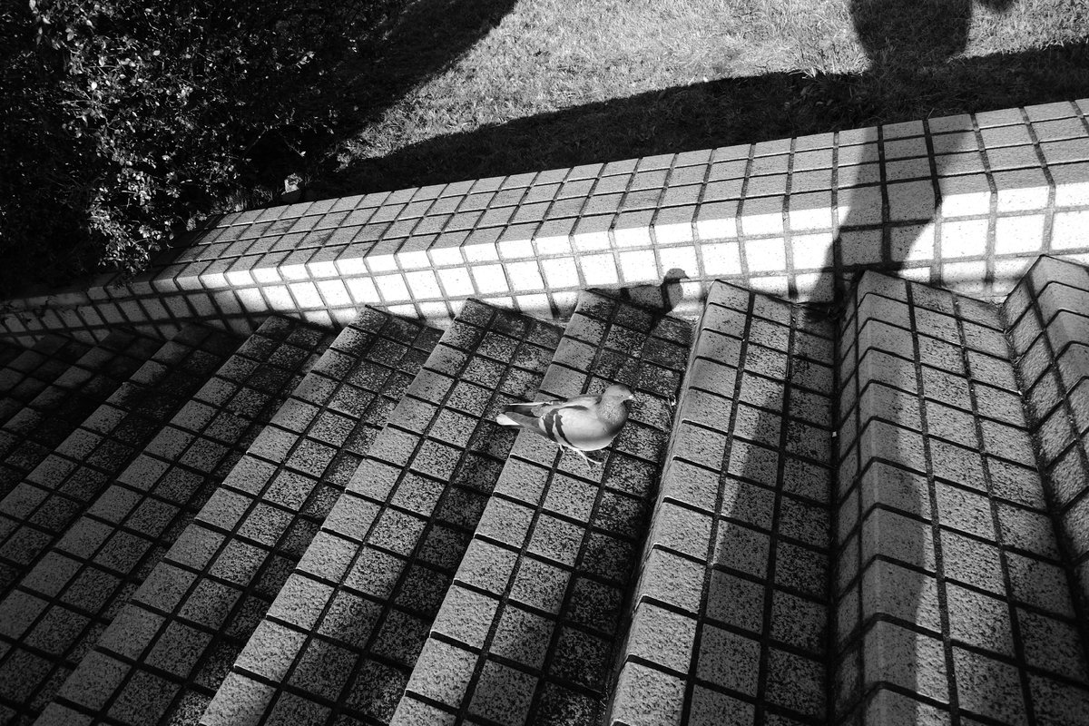 melt_708's tweet photo. えー、鳩まじ立体的じゃーんって急いで撮った鳩スナップ。めっちゃ良い光。TX1でモノクロはまるー。
#LUMIX #dmctx1 #snap https://t.co/aW7ZssrT4O
