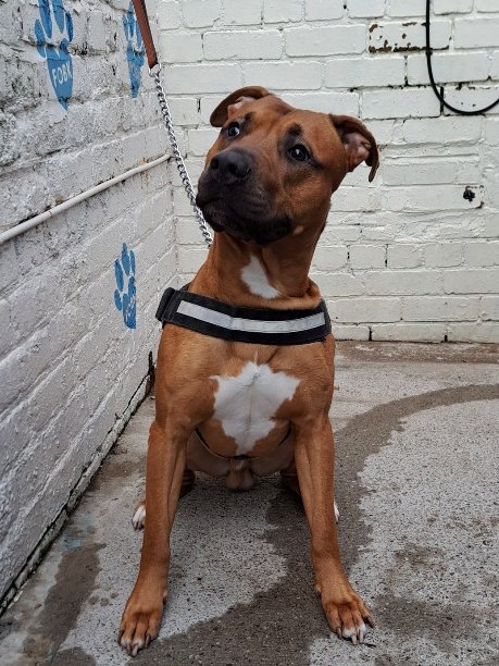 URGENT, PLEASE RETWEET, RESCUE SPACE NEEDED FOR MAX #BIRKENHEAD #LIVERPOOL #UK Max is a gorgeous 18 month old Mastiff cross, microchipped, entire and restarted his vaccinations. Max came to us as an apparent stray, though we do suspect there was more to this. We’ve been told…